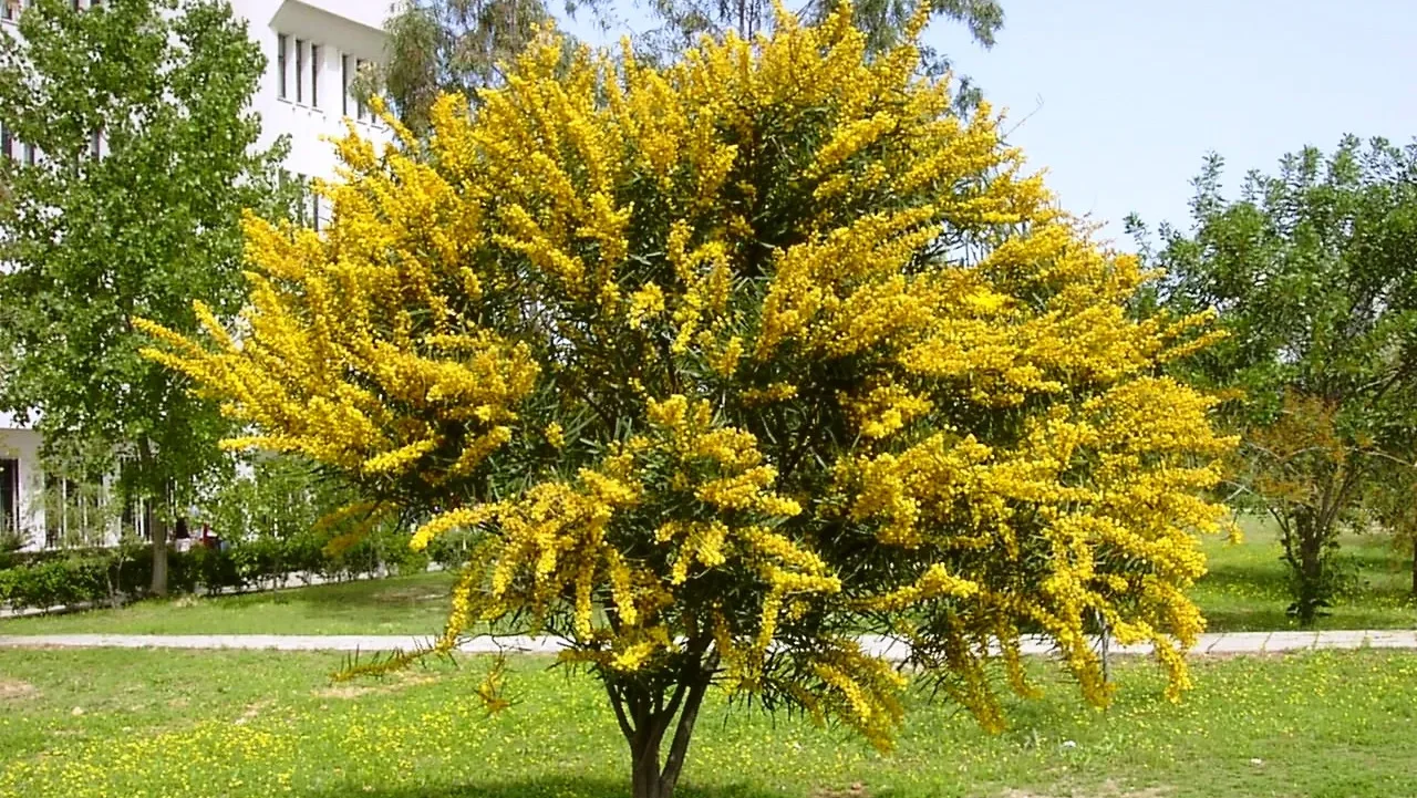 Acacias