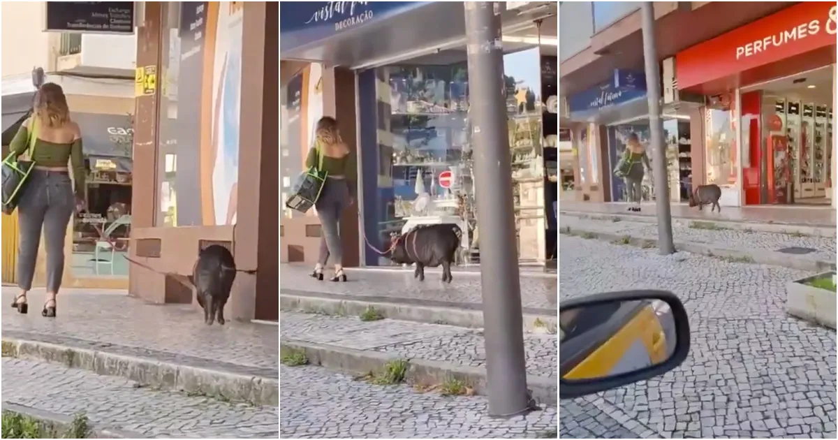 Mulher Chama A Atencao Ao Passear Porco