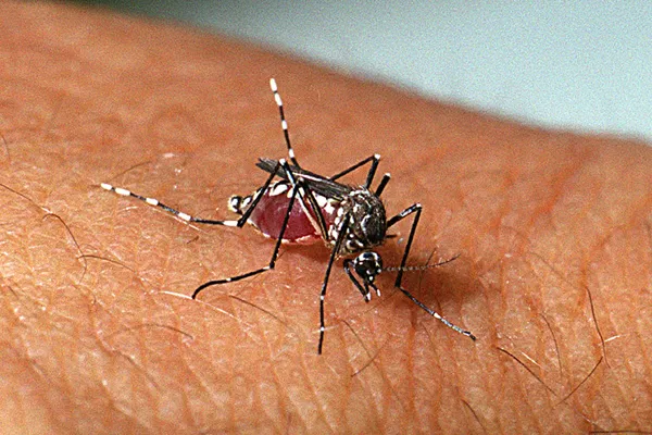 Mosquito Dengue