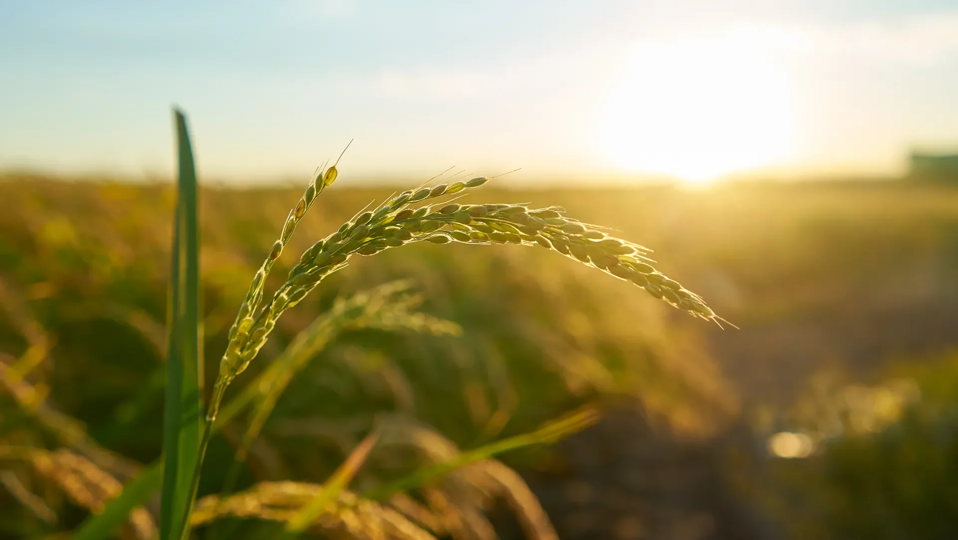 Agricultura