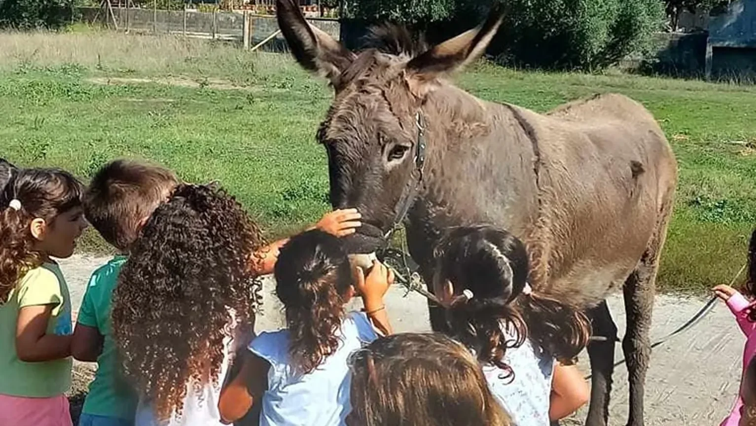 Agromuseu D Julinha