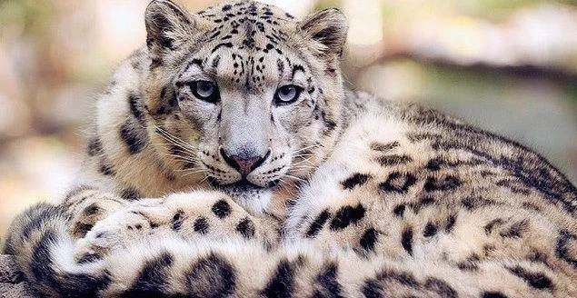 Leopardo Das Neves