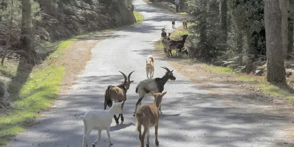 Cabras Sapadorasi