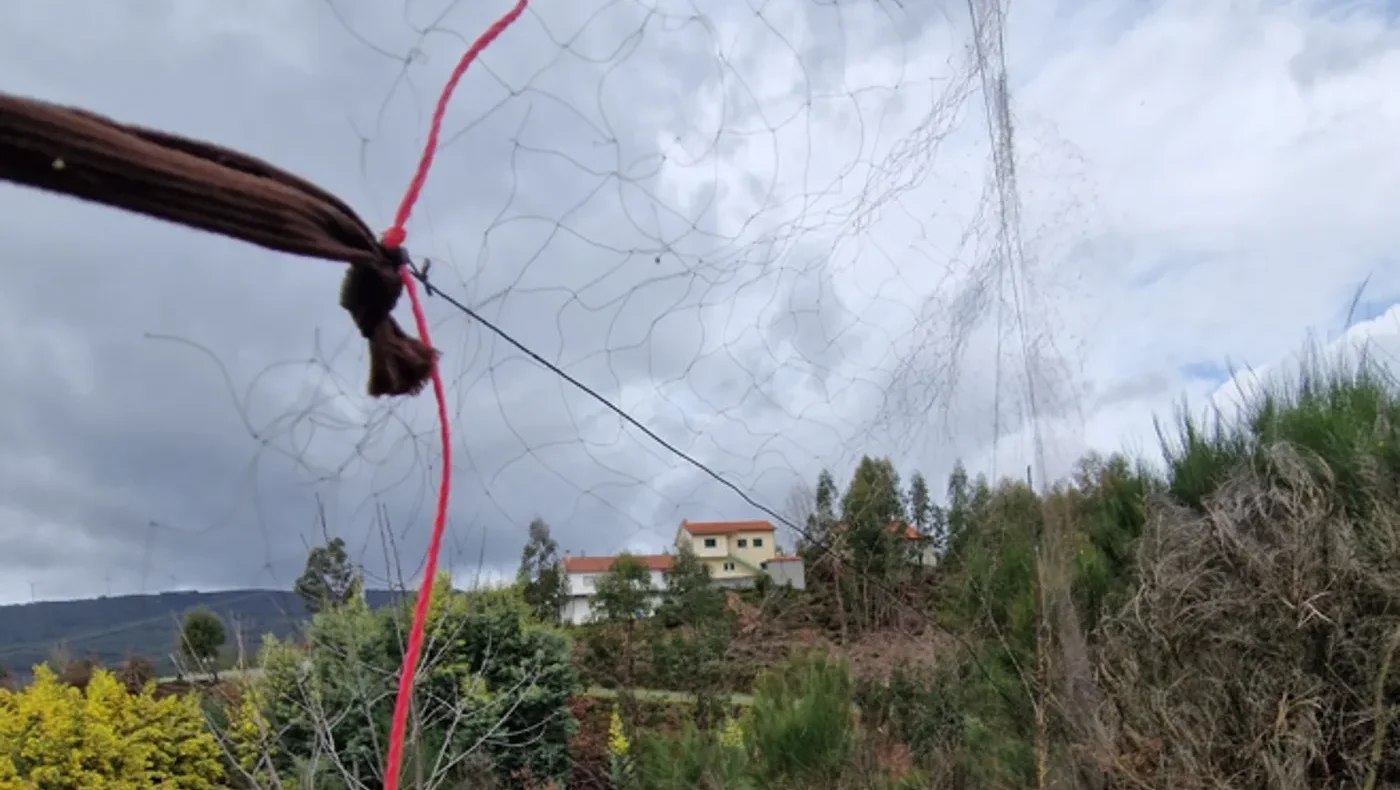 Gnr Leiria Detido Por Crime De Dano Contra A Natureza 2