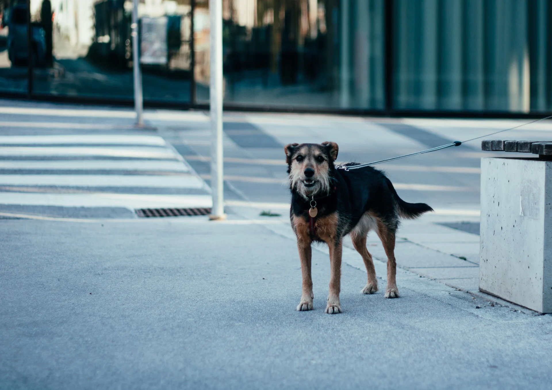 Cão